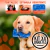 4 Juguetes Para Perros Macizo, Antisarro Goma Grado Alimento - Mega Shop TV