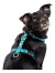 Imagen de Arnés Pets Morris Chico