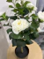 Vaso Camélia / Flores de Plástico para decoração