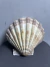 Concha do Mar Lions, natural decorativa