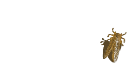 Debochadas