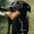 Cachorro de porte médio com o Mordedor natural de couro bovino desidratado em formato de osso