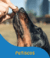 Banner de The Dog Store