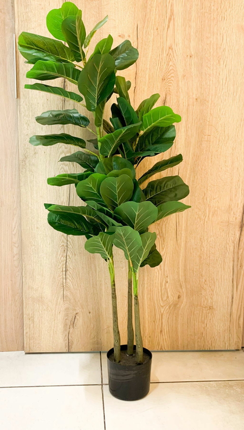 Pandurata 160 cm