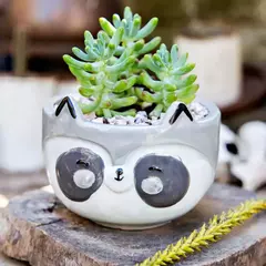 BOWL Y MACETA ANIMALITOS (MAPACHE) - APA LA PAPA - comprar online