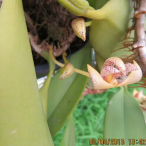 Bulbophyllum baileyi - comprar online