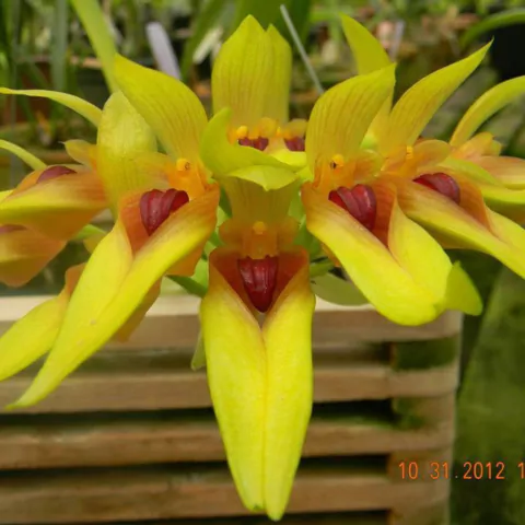 Bulbophyllum graveolens - comprar online