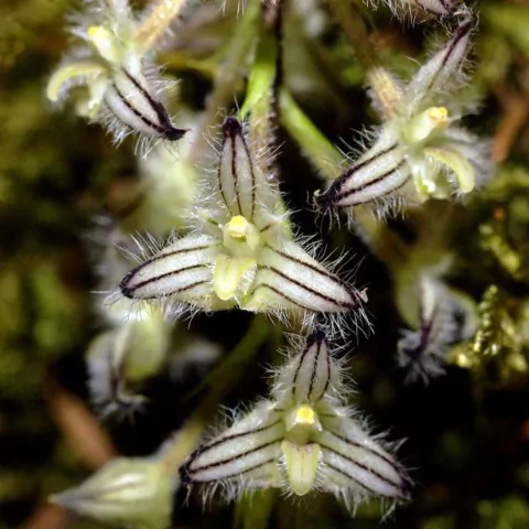 Bulbophyllum lindleyanum - comprar online