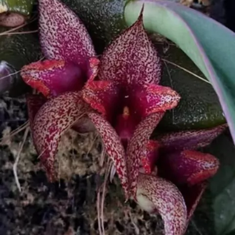 Bulbophyllum macrobulbon - comprar online