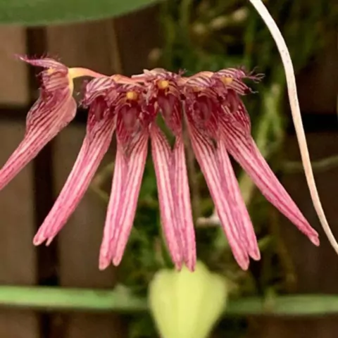 Bulbophyllum melanoglossum - comprar online