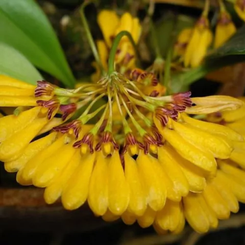 Bulbophyllum tigridum - comprar online