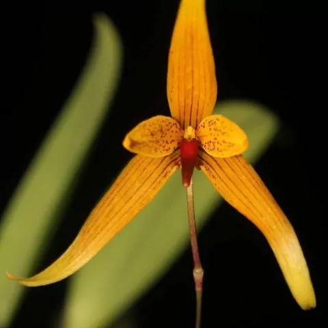 Bulbophyllum williamsii - comprar online