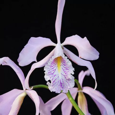 Cattleya maxima - comprar online