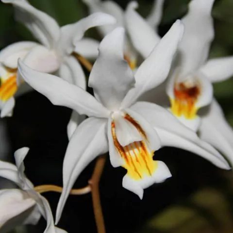 Coelogyne intermedia - comprar online