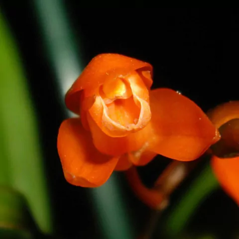 Coelogyne miniata - comprar online