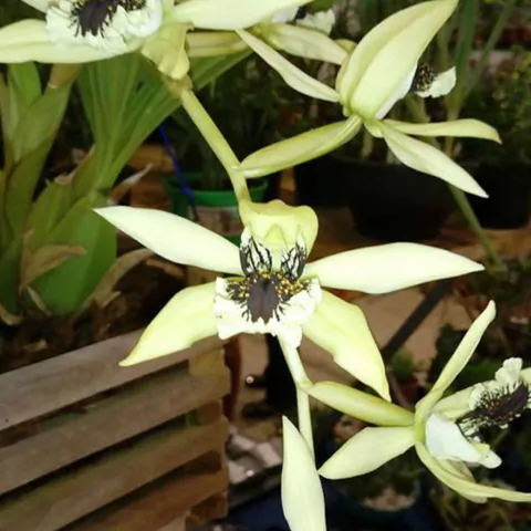 Coelogyne pandurata - comprar online