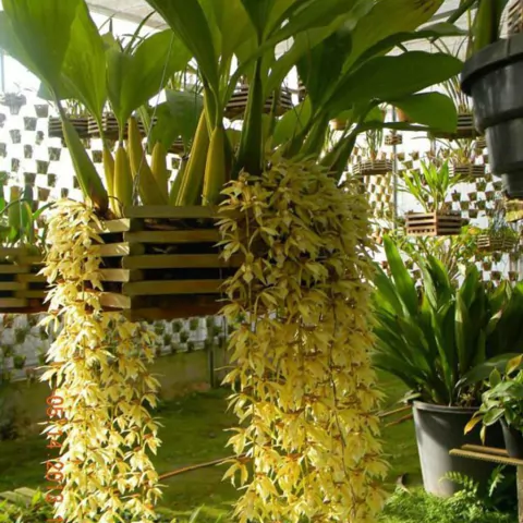 Coelogyne rochusseni - comprar online