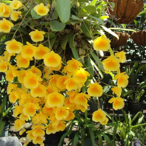 Dendrobium aggregatum - comprar online