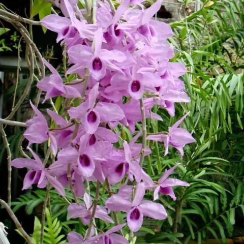 Dendrobium anosmum - comprar online