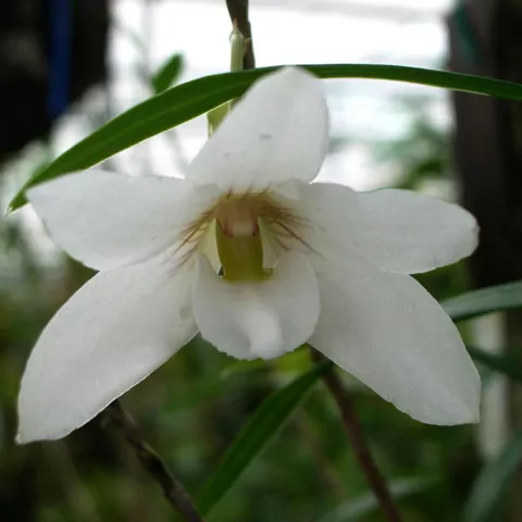 Dendrobium auriculatum - comprar online