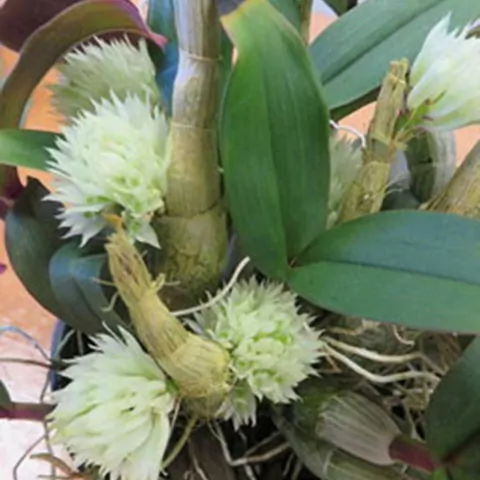 Dendrobium capitulifolium - comprar online