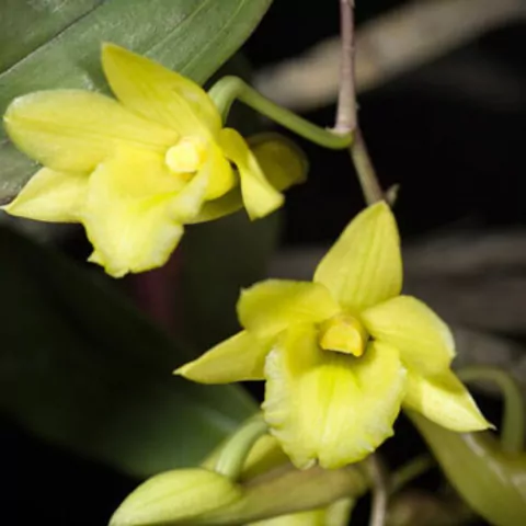 Dendrobium cerinum - comprar online