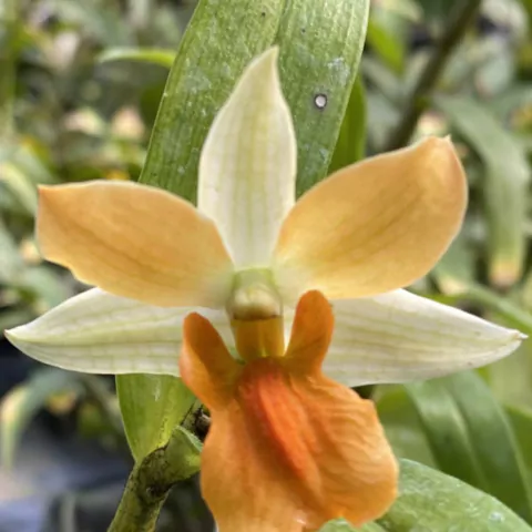 Dendrobium Dawn Maree x Dendrobium Frosty Dawn "Orange" - comprar online