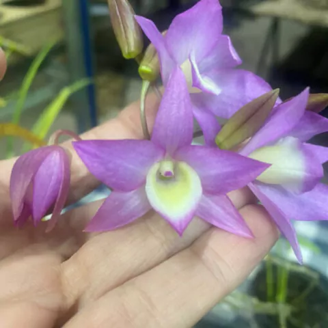Dendrobium findlayanum x Dendrobium hercoglossum - comprar online