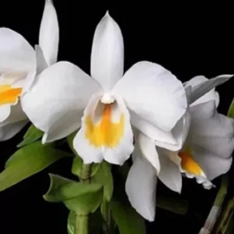 Dendrobium formosum - comprar online