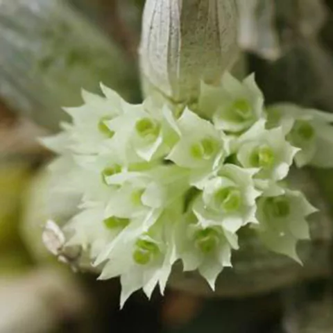 Dendrobium ophioglossum - comprar online