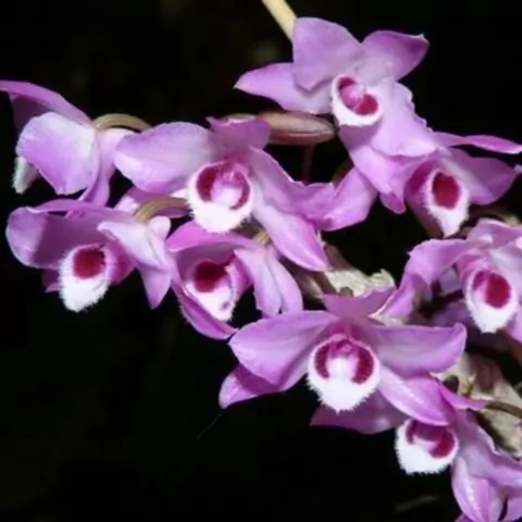 Dendrobium parishii - comprar online