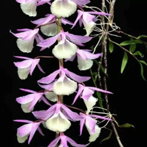 Dendrobium pierardii x Dendrobium primulinum - comprar online