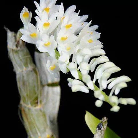 Dendrobium secundum var. album - comprar online