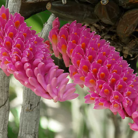 Dendrobium secundum - comprar online