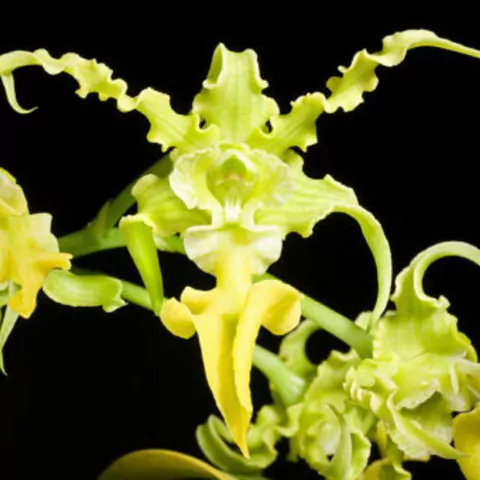 Dendrobium spectabile "album" x self - comprar online