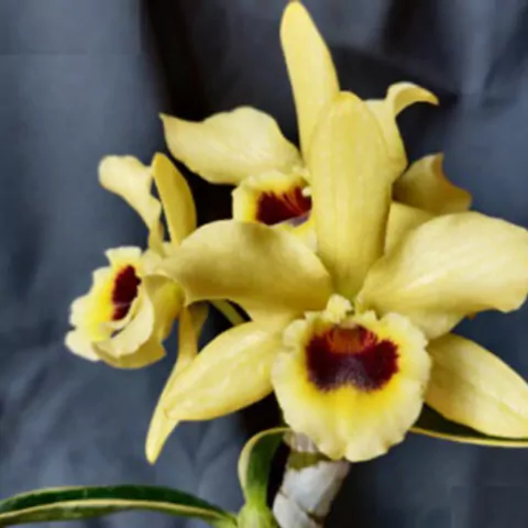 Dendrobium variegata Golden Blossom "marginata" - comprar online