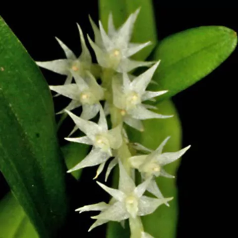 Dendrochilum curranii - comprar online