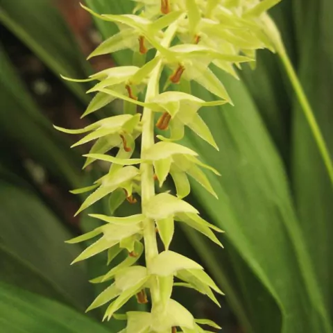 Dendrochilum magnum "variegata" - comprar online