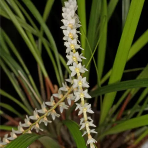 Dendrochilum stenophyllum - comprar online