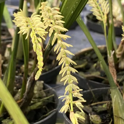 Dendrochilum yuccifolium - comprar online