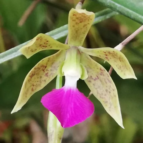 Encyclia bracteata - comprar online