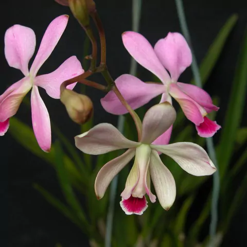 Encyclia dichroma - comprar online