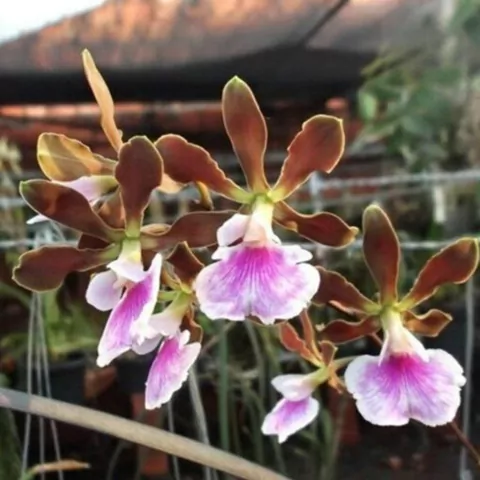 Encyclia randii - comprar online