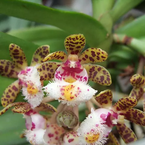 Gastrochilus bellinus - comprar online