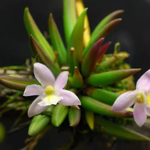 Leptotes pauloensis - comprar online