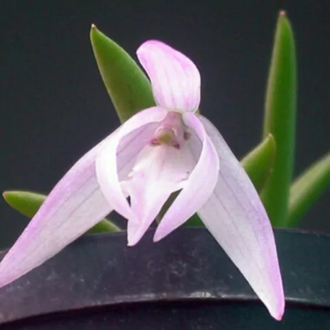 Leptotes unicolor - comprar online