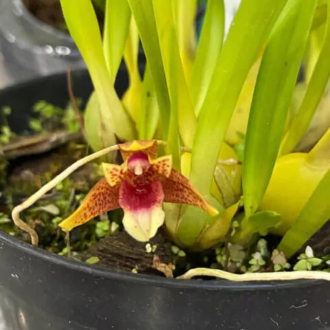 Maxillaria tenuifolia x Maxillaria variabilis "red" - comprar online