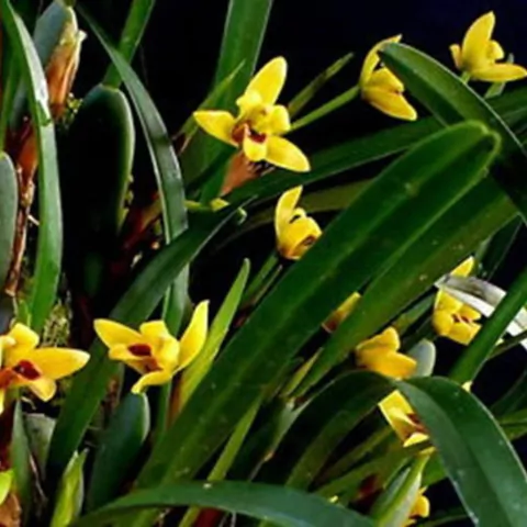 Maxillaria variabilis - comprar online