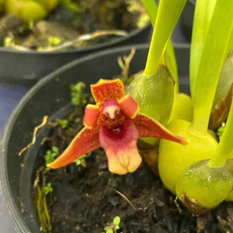 Maxillaria variabilis red x Maxillaria Maui Coconut - comprar online
