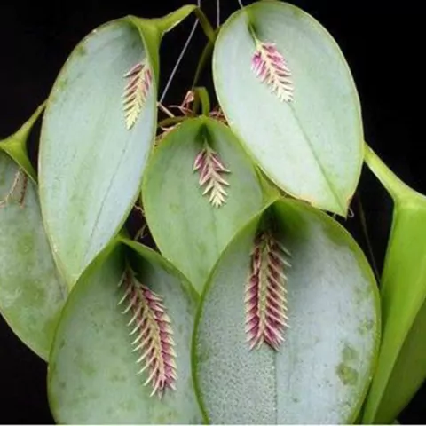 Pleurothallis pectinata - comprar online